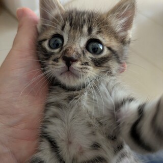 子猫の里親募集しています!