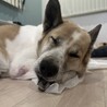 ちょっと鈍臭い甘えん坊のベン サムネイル2