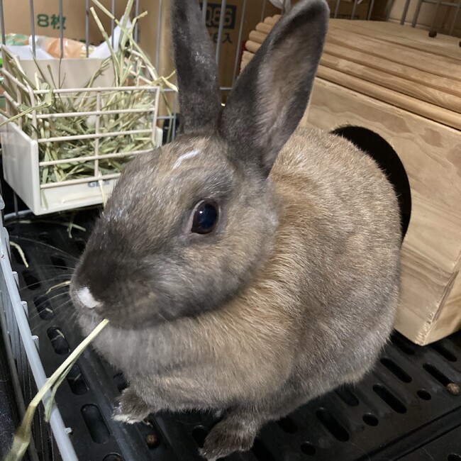 popoponnuのカバー写真