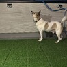 ちょっと鈍臭い甘えん坊のベン サムネイル3
