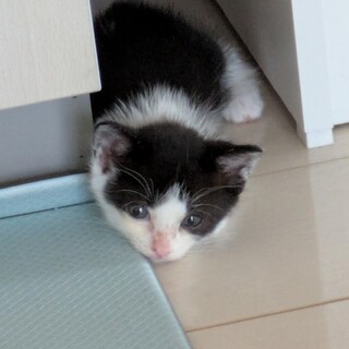 子猫の里親募集しています!