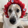 ちょっと鈍臭い甘えん坊のベン サムネイル4