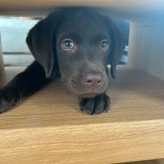 ラブラドール仔犬里親募集