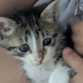 子猫の里親募集しています!