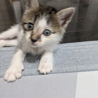 子猫の里親募集しています!