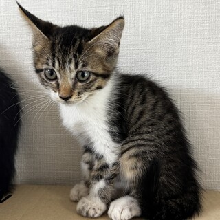 甘え上手 ひまりちゃん