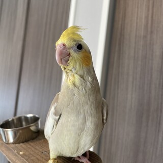 オカメインコ 雄