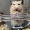 うみこham