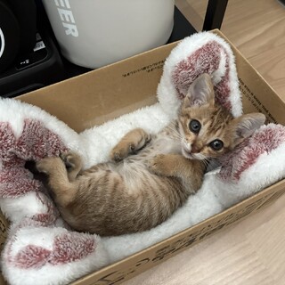 甘えん坊の生後2ヶ月くらいの男の子