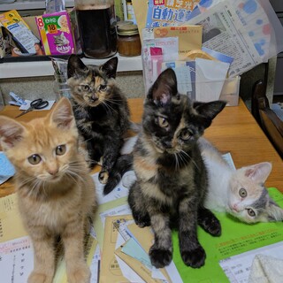 人馴れしたヤンチャな仔猫達