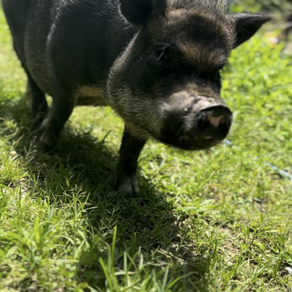 マイクロブタ引き取ってくださる方
