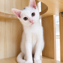真っ白の子猫生後2ヶ月半