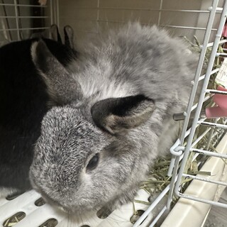 うさぎの里親を募集します。