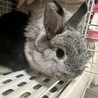 うさぎの里親を募集します。 サムネイル2