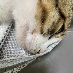 TNR