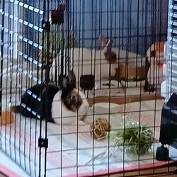 血縁でもないのに2