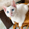 ブルーアイが魅力の子猫