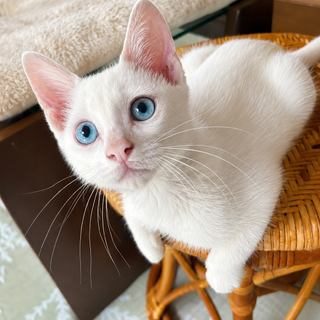 ブルーアイが魅力の子猫