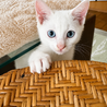 ブルーアイが魅力の子猫 サムネイル2