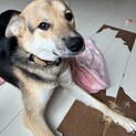 野犬の仔犬　ティアラ
