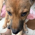 野犬の仔犬　武尊