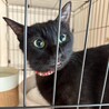 グリーンの瞳がきれいな黒猫♡海ちゃん サムネイル2