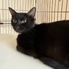 グリーンの瞳がきれいな黒猫♡海ちゃん サムネイル3