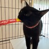 グリーンの瞳がきれいな黒猫♡海ちゃん サムネイル4