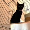 グリーンの瞳がきれいな黒猫♡海ちゃん サムネイル5