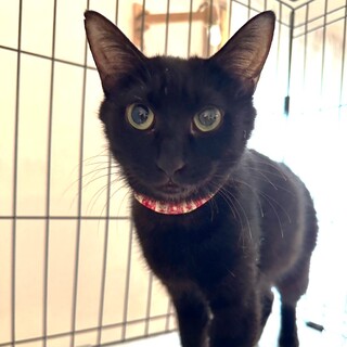 グリーンの瞳がきれいな黒猫♡海ちゃん
