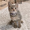 小柄ですが元気いっぱい！！★サムくん サムネイル2