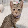 小柄ですが元気いっぱい！！★サムくん サムネイル3
