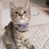 小柄ですが元気いっぱい！！★サムくん サムネイル4