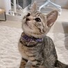 小柄ですが元気いっぱい！！★サムくん サムネイル5