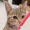 小柄ですが元気いっぱい！！★サムくん サムネイル6