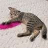 小柄ですが元気いっぱい！！★サムくん サムネイル7