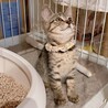 控えめな性格のキジトラの女の子♡キンパちゃん サムネイル3