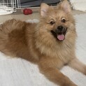 ポメラニアン(男の子) 7ヶ月の元気な子です
