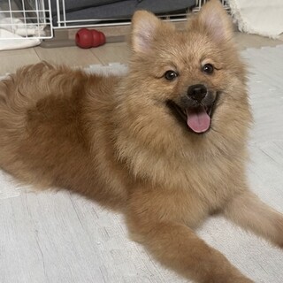 ポメラニアン(男の子) 7ヶ月の元気な子です