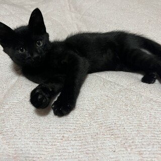 生後3か月のかわいい黒猫オスの里親さん募集！