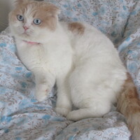 もこ