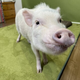 大好きなブタちゃん」埼玉県 - 爬虫類・他の里親募集(544965