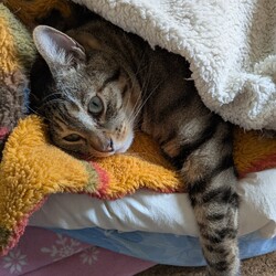 眠いんですにゃ