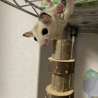 　フクロモモンガ　