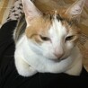 ねこたま