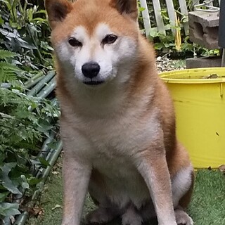 とても大人しい柴犬（オス8歳）です。