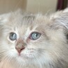 ちゃあちゃーん