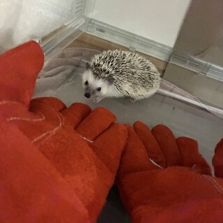 ハリネズミ　8ヶ月