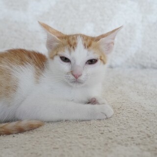 5きょうだい！元気いっぱいのオーくん