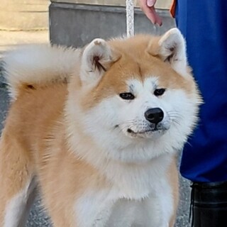 可愛がって頂ける方を募集します！